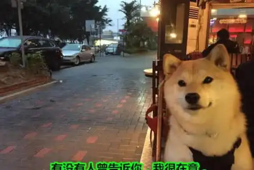 家里柴犬太顽皮,主人定制一个蛋糕,当柴犬看到蛋糕时表情凝固了