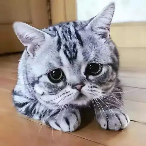这只风靡世界的小丧猫,承包了我长假后一周的表情包