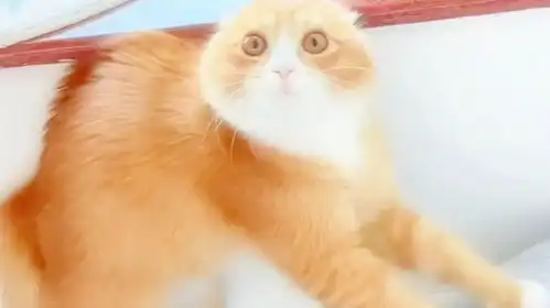 盘点奇奇怪怪的猫咪爆笑表情