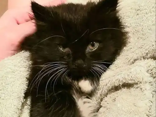 猫咪陪伴主人度过大学时光,还一起拍毕业照,来看它骄傲的表情