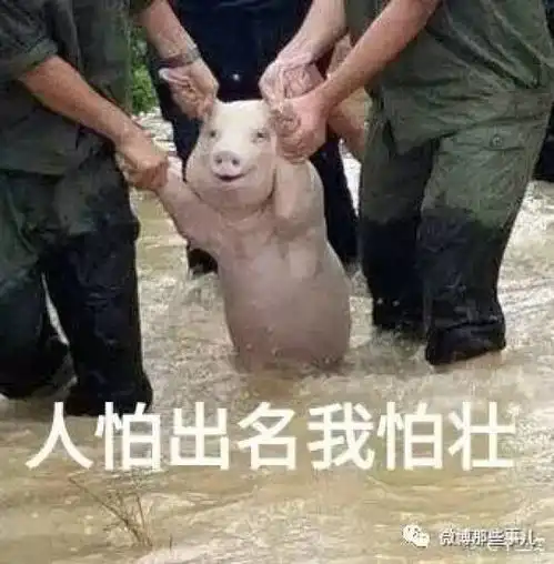 表心疼丨台风劫后余生的小猪被做成表情包,太好笑了