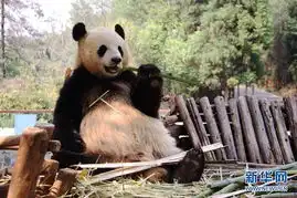 大熊猫思嘉恢复吃货本色