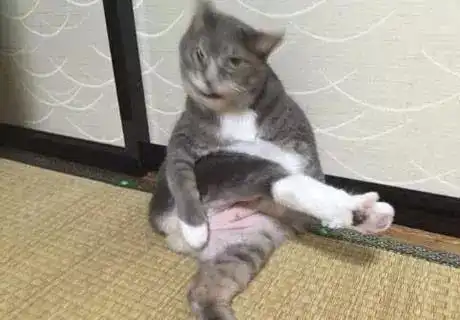 喵星人丑照大拼这猫片有毒还是你先吸吧