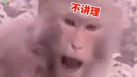 爆笑视频不带这么玩的,猪会说话都要骂人了