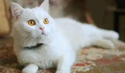 中华田园猫,你能想出来的有多少种我们口中的小土猫颜值很高的