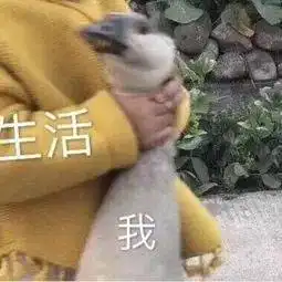 这表情包有毒,存到停不下来