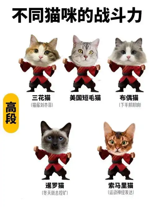 假如猫咪会武功,我家的居然是小趴菜,你家的呢