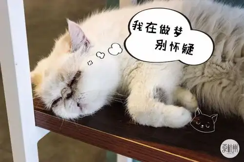 杭城吸猫地图价值好几万的贵妇猫免费吸,随手拍一张都是表情包