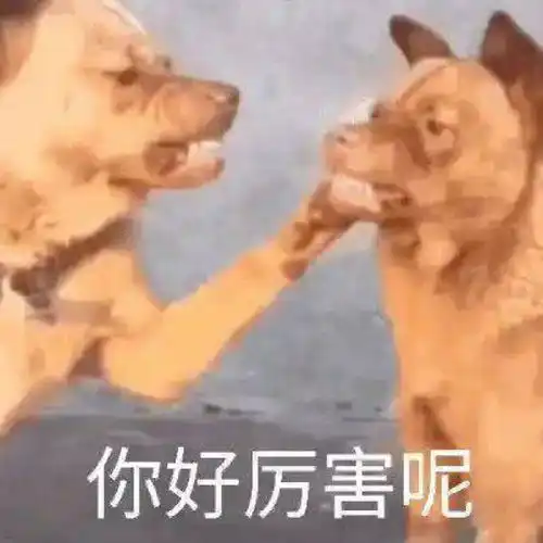 萌宠表情包你好厉害呢