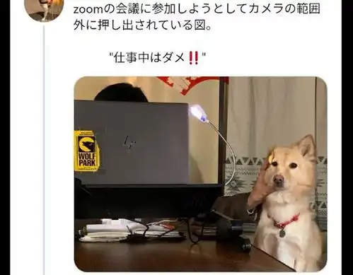主人正在参加视频会议,一把推开凑热闹的狗狗,它的表情太好笑了