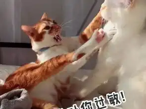 表情包表情包最新消息,新闻,图片,视频聚合阅读新浪网