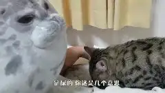 猫咪被海豹压住,一脸委屈的表情太搞笑了完了,出不去了