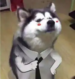 养狗之后,每天都要说的几句话,是你么