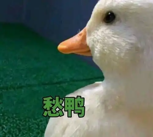 每天都要加油鸭