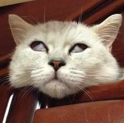 搞笑图片这猫咪的表情,绝对辟邪,乃们好好感受下