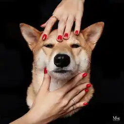 吸猫撸狗正确姿势你还没有一只猫有钱那努力跟狗一样时尚吧