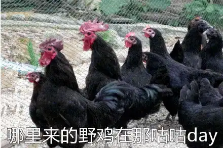 溜了的鸡表情包跑反了