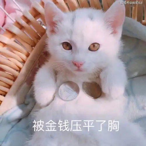 搞笑段子这么浪漫的天气,这次说的媒一定成了
