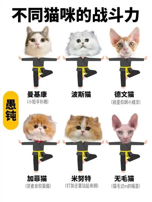 假如猫咪会武功,我家的居然是小趴菜,你家的呢