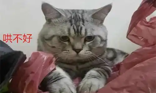 主人忘记准备猫粮,猫咪表情渐渐凝固宝宝委屈,哄不好的那种