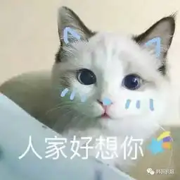 扒姐大礼来了,想免费看防弹演唱会的快进来
