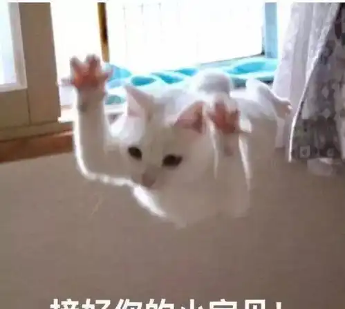 在被弃养的猫咪中,70都是黑猫
