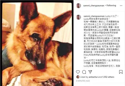 lucky走了许志安抱亡犬遗体入箱郑秀文千字文悼爱子