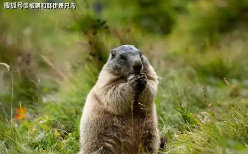 草原上到处都是天敌,会挖洞也成了致命理由,旱獭是怎样存活的