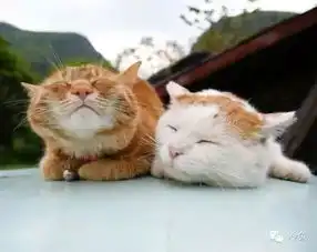 憋说话,吻我,就现在