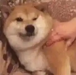 搞笑表情包你脑袋里装的都是屎吗
