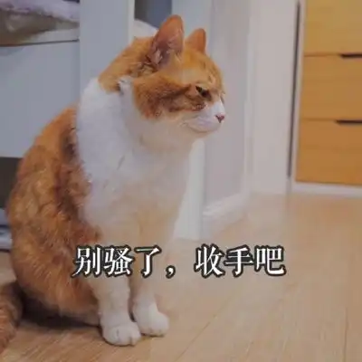 猫咪超级萌超级搞笑带字头像2018最新版徒有一腔孤勇无处安放
