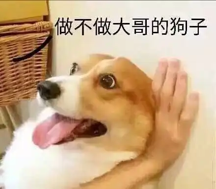 您的狗年到了,请签收