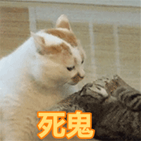 这台手机让你想拍萌宠的心情停不了,手机有了,就差猫了