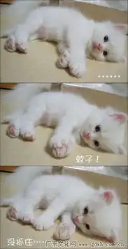 动物搞笑可爱表情集锦五
