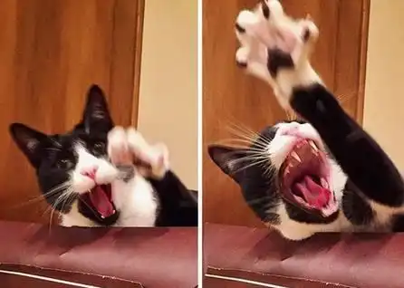 爆笑猫咪见到小宝宝的第一瞬间,这些表情简直太有戏了