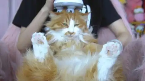 超配合的橘猫沦为按摩器表情包素材