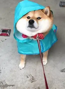 狗狗有多讨厌下雨天看它们的表情就知道啦