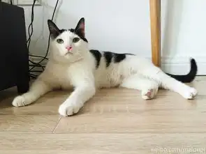 你收藏了哪些有关猫的好看的图片