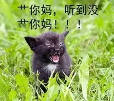 小奶猫超凶表情包喵喵超凶表情包下载乐游网游戏下载