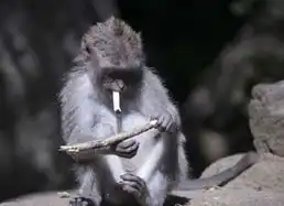 测试一个超长简介的文章