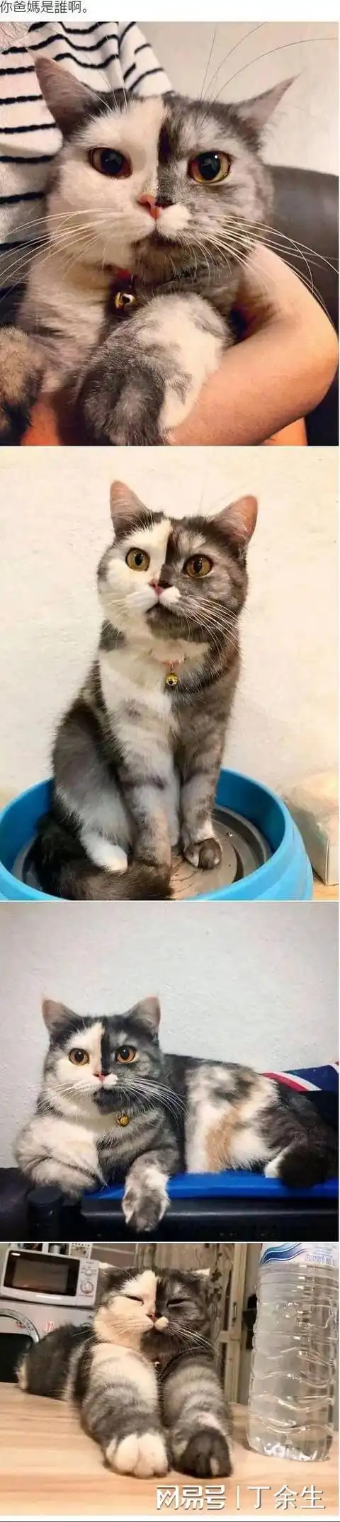男朋友爱撸猫不爱我怎么办猫猫的表情也太搞笑了吧,哈哈