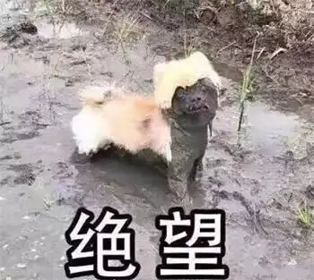 最全沙雕狗子表情包合辑年度最傻狗子都在这儿了