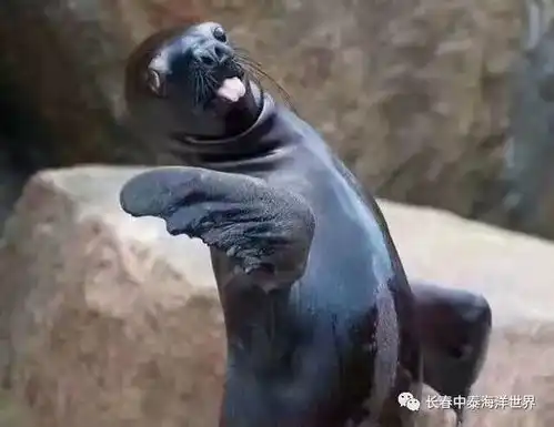 手摘月亮嫦娥水下献舞黄金蟒蛇让您腰缠万贯好兆头海洋馆过中秋
