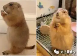 可怕那些你们认为很补的野生动物,究竟有多少病毒