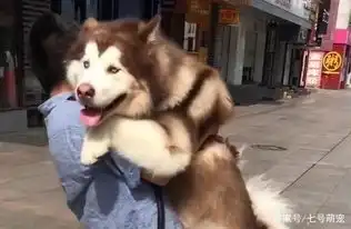 看见别的狗狗被抱着,百斤阿拉斯加也要抱抱,下一秒主人表情亮了