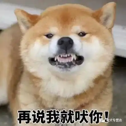 带柴犬出门,必须要注意的事项活动