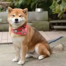 邪魅狂狷的霸道总裁范儿,呆萌吐舌的小弟,它就是最酷的狗