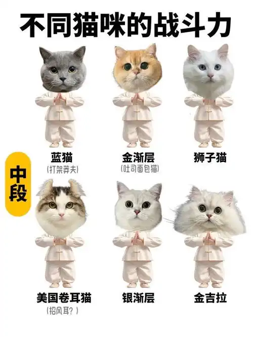 假如猫咪会武功,我家的居然是小趴菜,你家的呢