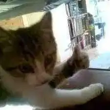 加油表情包搞笑猫咪