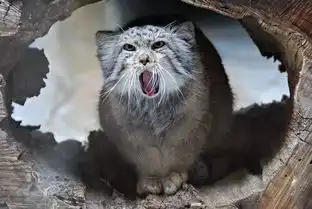 吸一口就上瘾,ta才是猫科表情包之王
